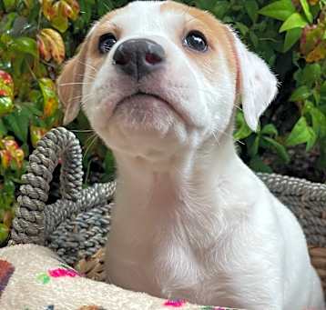 Photo of Roku