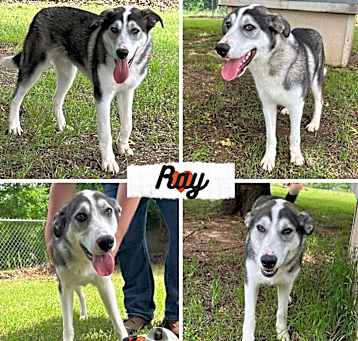 Photo of Ray
