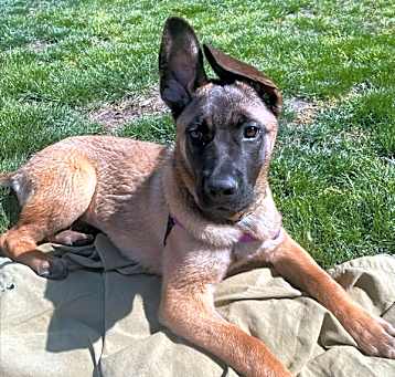 Photo of Savanna