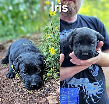 Photo of Iris $495