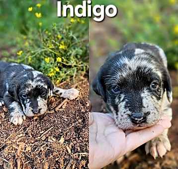 Photo of Indigo $495