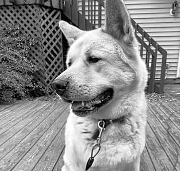 Photo of Bear