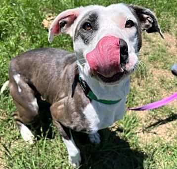 Photo of Sugar