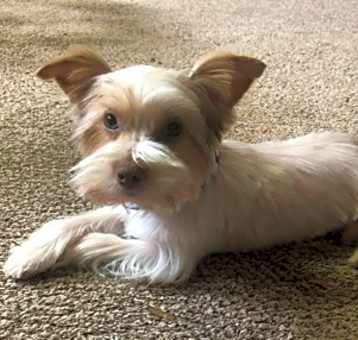 Photo of Henry