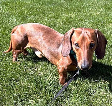 Photo of Howie