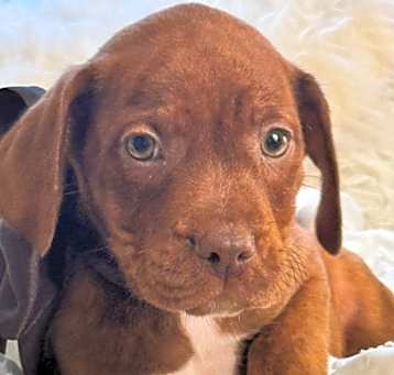 Photo of Smore