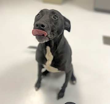 Photo of Puppy Boy