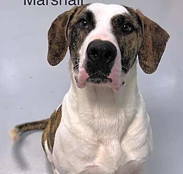 Photo of Marshall