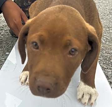 Photo of Brea