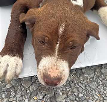 Photo of Bentley
