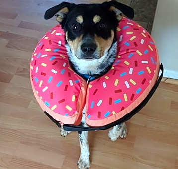 Photo of Bandit