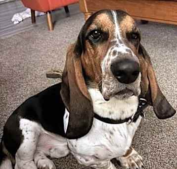Photo of Augustus aka Gus