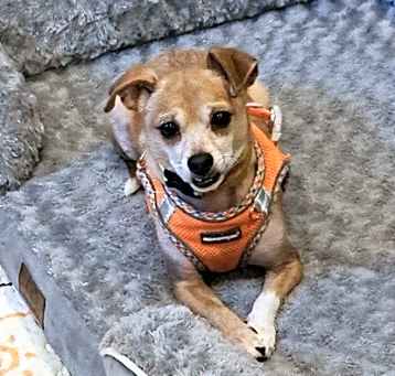 Photo of Joey Junior