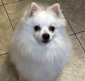 Photo of Buddy