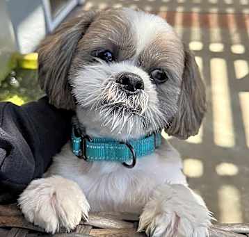 Photo of CHEWY