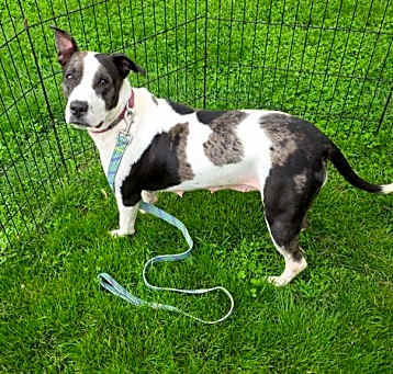 Photo of Millie