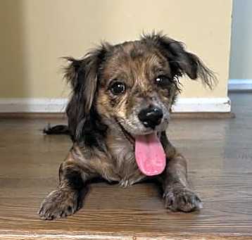 Photo of Milo