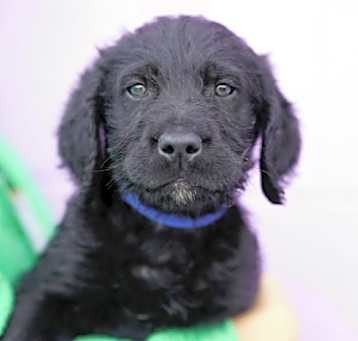 Photo of Rufus