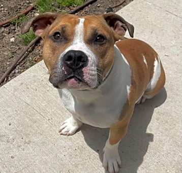 Photo of Ace