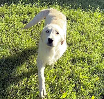 Photo of Oliver