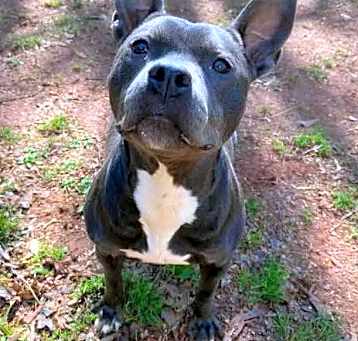Photo of Gypsy