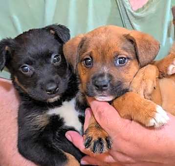 Photo of Recent litter of puppies