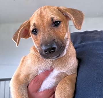 Photo of Ducky
