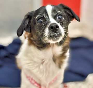 Photo of Daisy 