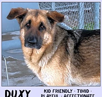 Photo of Duxy
