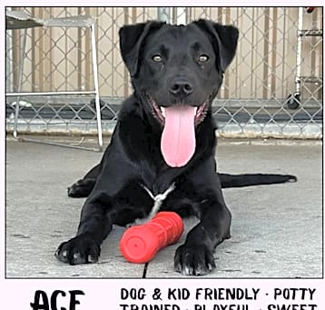 Photo of Ace