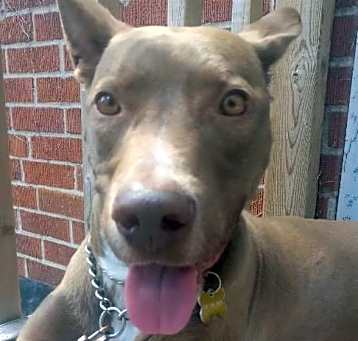Photo of Dumbo