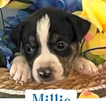 Photo of Millie