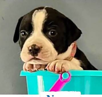Photo of Nova