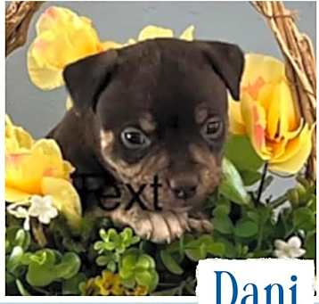Photo of Dani