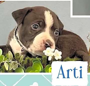 Photo of Arti