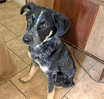 Photo of Brutus