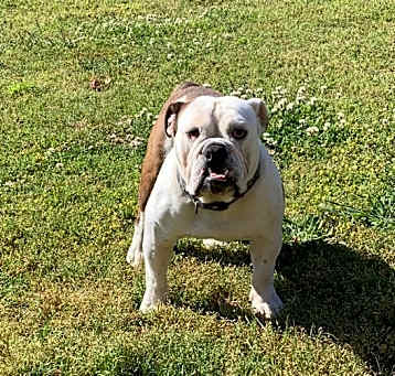 Photo of Ruger