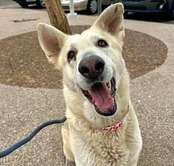 Photo of WOOF GOGGINS