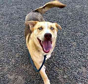 Photo of RANGER