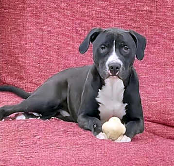 Photo of Wrangler