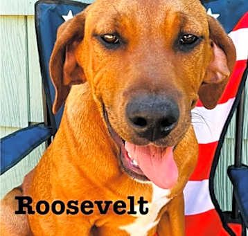 Photo of Roosevelt