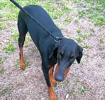 Photo of NALA