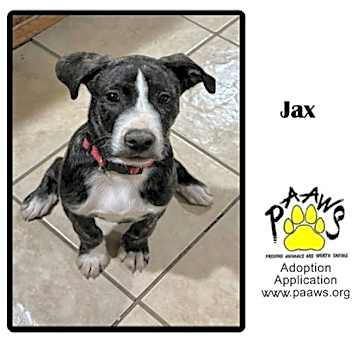 Photo of Jax