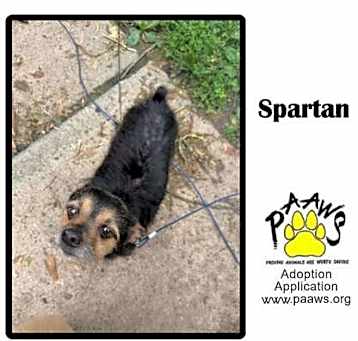 Photo of Spartan