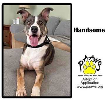 Photo of Handsome