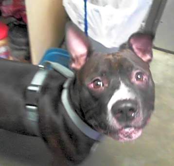 Photo of BUDDY