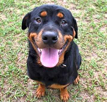 Photo of Stray “Lillith”/ Muscadine Pat