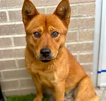 Photo of SHIBA