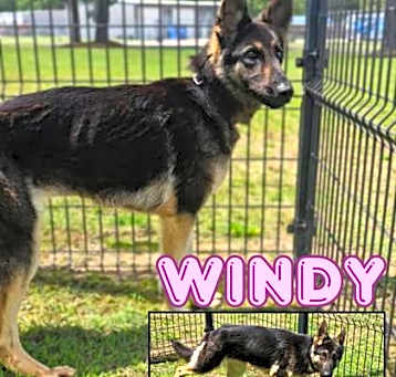 Photo of Windy