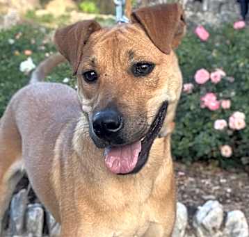 Photo of Lacey